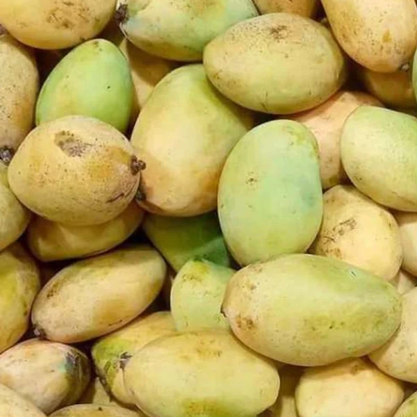 مانجو عويس