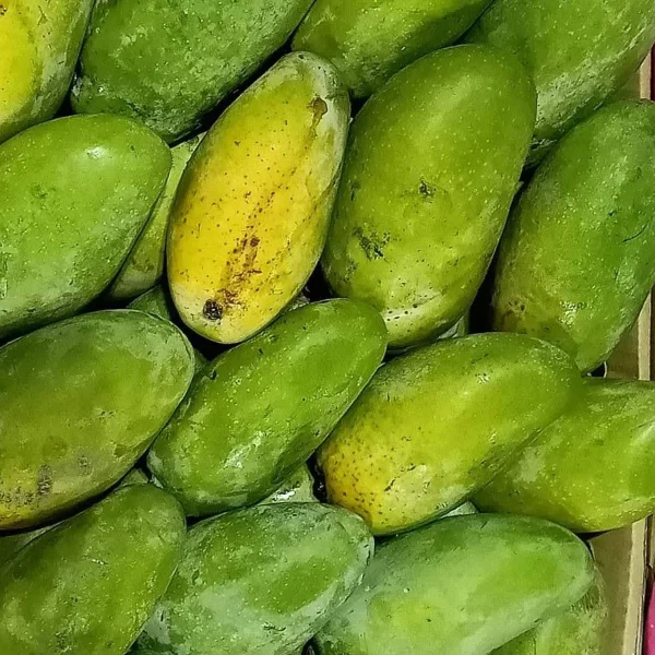 مانجو هندي