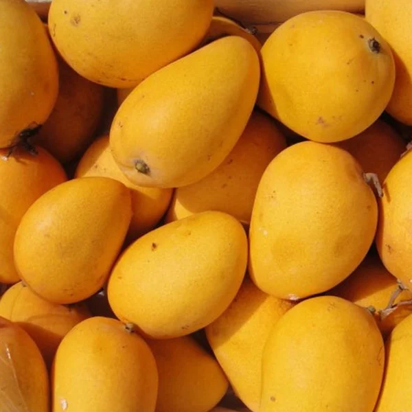 مانجو سكري