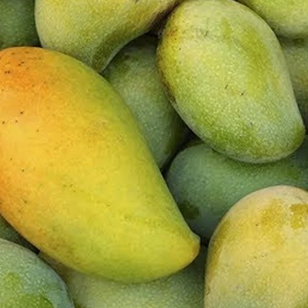 مانجو زبدية